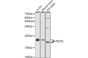 Western blot analysis of extracts of various cell lines, using TIMP2 antibody (ABIN3022132, ABIN3022133, ABIN1513608, ABIN1514751 and ABIN6218618) at 1:1000 dilution. (TIMP2 anticorps  (AA 100-200))
