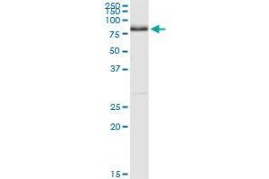 NRG1 MaxPab rabbit polyclonal antibody.