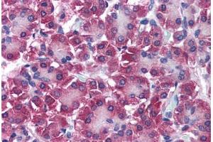 Human Pancreas (formalin-fixed, paraffin-embedded) stained with DUT antibody ABIN290266 at 5 ug/ml followed by biotinylated secondary antibody, alkaline phosphatase-streptavidin and chromogen. (Deoxyuridine Triphosphatase (DUT) (AA 1-52) anticorps)