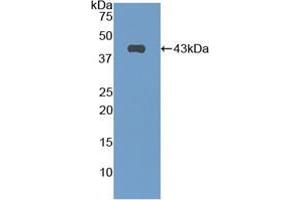 Western blot analysis of recombinant Mouse CNP. (NPPC anticorps  (AA 30-126))