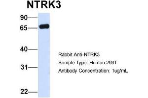 Host:  Rabbit  Target Name:  NTRK3  Sample Type:  Human 293T  Antibody Dilution:  1. (NTRK3 anticorps  (C-Term))