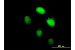 Immunofluorescence of purified MaxPab antibody to LHX4 on HeLa cell. (LHX4 anticorps  (AA 1-390))
