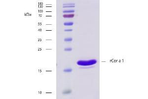 Recombinant allergen rCor a 1 purity verification.
