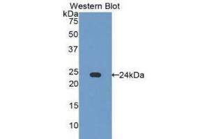 Western Blotting (WB) image for anti-Caspase 7, Apoptosis-Related Cysteine Peptidase (CASP7) (AA 24-198) antibody (ABIN1858252) (Caspase 7 anticorps  (AA 24-198))