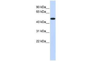 WB Suggested Anti-PDK2 Antibody Titration:  0. (PDK2 anticorps  (Middle Region))