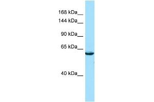 Western Blotting (WB) image for anti-SEC16 Homolog B (SEC16B) (C-Term) antibody (ABIN2790309) (SEC16B anticorps  (C-Term))