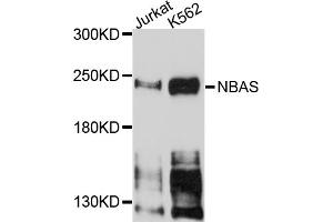 Western blot analysis of extracts of various cell lines, using NBAS antibody (ABIN5972726) at 1/1000 dilution. (NBAS anticorps)