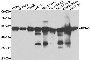 Western blot analysis of extracts of various cell lines, using PDIA6 antibody. (PDIA6 anticorps)