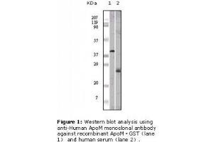 Image no. 1 for anti-Apolipoprotein M (APOM) antibody (ABIN232116) (Apolipoprotein M anticorps)