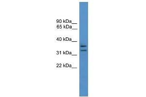WB Suggested Anti-SCAMP3 Antibody Titration: 0. (SCAMP3 anticorps  (N-Term))