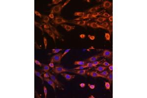 Immunofluorescence analysis of NIH-3T3 cells using SUPV3L1 Polyclonal Antibody (ABIN6132844, ABIN6148741, ABIN6148742 and ABIN6225286) at dilution of 1:100 (40x lens). (SUPV3L1 anticorps  (AA 577-786))