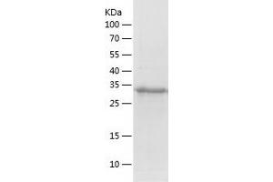 Western Blotting (WB) image for V-Crk Sarcoma Virus CT10 Oncogene Homolog (Avian)-Like (CRKL) (AA 1-303) protein (His tag) (ABIN7125677)