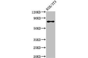 Western Blot Positive WB detected in: NIH/3T3 whole cell lysate All lanes: SFPQ antibody at 3 μg/mL Secondary Goat polyclonal to rabbit IgG at 1/50000 dilution Predicted band size: 77, 73 kDa Observed band size: 77 kDa (SFPQ anticorps  (AA 499-598))