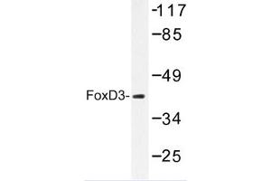 Image no. 1 for anti-Forkhead Box D3 (FOXD3) antibody (ABIN272260) (FOXD3 anticorps)