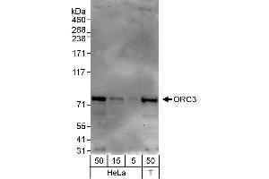 Western Blotting (WB) image for anti-Origin Recognition Complex, Subunit 3 (ORC3) (AA 325-375) antibody (ABIN7453837)