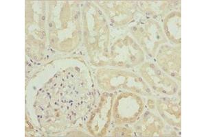 Immunohistochemistry of paraffin-embedded human kidney tissue using ABIN7142053 at dilution of 1:100 (PLCD4 anticorps  (AA 1-290))