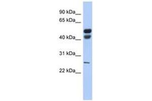 Image no. 1 for anti-Lipase, Gastric (LIPF) (AA 35-84) antibody (ABIN6743471) (LIPF anticorps  (AA 35-84))