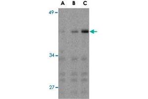 Western blot analysis of IRF3 in Ramos whole cell lysate with IRF3 polyclonal antibody  at (A) 1, (B) 2, and (C) 4 ug/mL . (IRF3 anticorps  (C-Term))