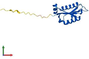 AlphaFold protein structure predicition of Mouse Recombinant Ptrhd1 Protein, UniprotID D3Z4S3