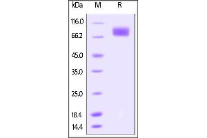 Biotinylated Human DNAM-1, Fc Tag on SDS-PAGE under reducing (R) condition. (CD226 Protein (CD226) (AA 19-247) (Fc Tag,AVI tag,Biotin))