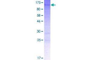 Image no. 1 for Synapse Defective 1, rho GTPase, Homolog 1 (SYDE1) (AA 1-668) protein (GST tag) (ABIN1321967)