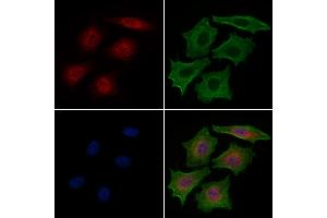 ABIN6263167 and ABIN6276541 staining HepG2 cells by IF/ICC. (MCM7 anticorps  (Internal Region))