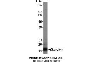 Image no. 1 for anti-Baculoviral IAP Repeat-Containing 5 (BIRC5) antibody (ABIN363214)