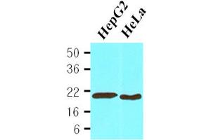 Western Blotting (WB) image for anti-Cyclophilin B (PPIB) (AA 26-216) antibody (ABIN377196) (PPIB anticorps  (AA 26-216))