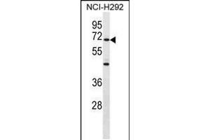 Western blot analysis in NCI-H292 cell line lysates (35ug/lane). (ZNF568 anticorps  (AA 184-211))