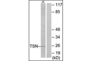 Western blot analysis of extracts from Jurkat cells using TSN Antibody . (Translin anticorps  (Internal Region))