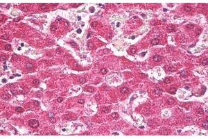 Anti-TROVE2 antibody IHC staining of human liver. (TROVE2 anticorps)