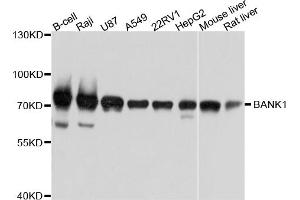 Western blot analysis of extracts of various cell lines, using BANK1 antibody. (BANK1 anticorps)