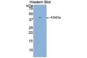 Western Blotting (WB) image for anti-alpha-2-HS-Glycoprotein (AHSG) (AA 19-300) antibody (ABIN3209109) (Fetuin A anticorps  (AA 19-300))