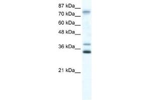 ZNF570 antibody used at 0. (ZNF570 anticorps  (N-Term))