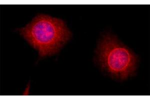 Indirect immunofluorescence on 3T3 cells (dilution 1 : 200; red). (PSMD8 anticorps  (AA 4-232))