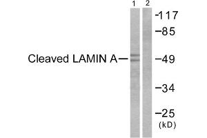 Western blot analysis of extracts from NIH/3T3cells, treated with Etoposide (25 μM, 60mins), using Lamin A (Cleaved-Asp230) Antibody (ABIN5978456). (Lamin A/C anticorps  (Cleaved-Asp230, Internal Region))