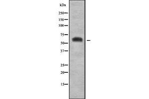 Western blot analysis SLC7A3 using HepG2 whole cell lysates.