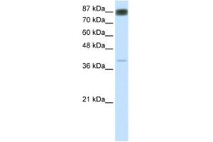 WB Suggested Anti-NFATC4 Antibody Titration:  0.