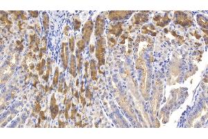 Detection of MUC5AC in Mouse Stomach Tissue using Polyclonal Antibody to Mucin 5 Subtype AC (MUC5AC) (MUC5AC anticorps  (AA 430-549))