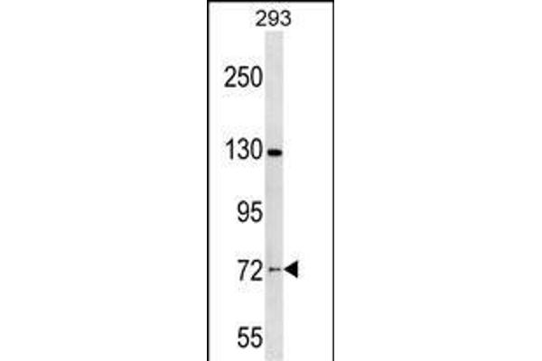 NOL4 Antikörper  (C-Term)