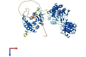 AlphaFold protein structure predicition of Human Recombinant ALDH18A1 Protein, UniprotID P54886