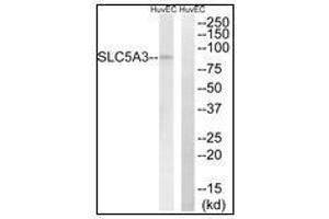 Western blot analysis of extracts from HuvEc cells, using SLC5A3 Antibody. (SLC5A3 anticorps)