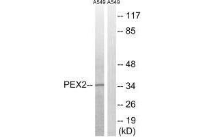Western blot analysis of extracts from A549 cells, using PXMP3 antibody. (PEX2 anticorps  (N-Term))