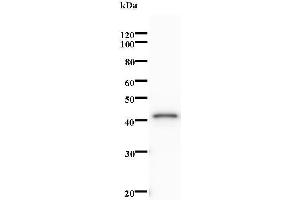Western Blotting (WB) image for anti-Non-SMC Condensin I Complex, Subunit H (NCAPH) antibody (ABIN931216) (NCAPH anticorps)