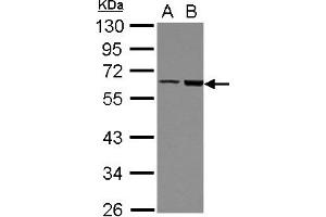 Image no. 2 for anti-FERM Domain Containing 8 (FRMD8) (AA 217-452) antibody (ABIN1501889) (FRMD8 anticorps  (AA 217-452))