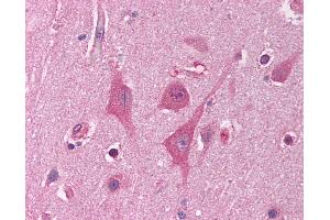 Anti-HNRNPUL1 / HNRPUL1 antibody IHC of human brain, cortex. (HNRNPUL1 anticorps  (AA 48-97))
