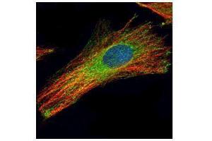ICC/IF Image Confocal immunofluorescence analysis (Olympus FV10i) of methanol-fixed HeLa, using LAMP2, antibody (Green) at 1:200 dilution.
