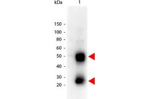 Image no. 1 for Goat anti-Mouse IgG (Whole Molecule) antibody (HRP) (ABIN300663) (Chèvre anti-Souris IgG (Whole Molecule) Anticorps (HRP))