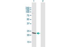 Western Blot analysis of HN1 expression in transfected 293T cell line by HN1 MaxPab polyclonal antibody.