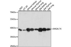 Western blot analysis of extracts of various cell lines, using B4GALT4 antibody. (B4GALT4 anticorps)